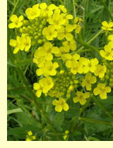 Дикая редька (Raphanus raphanistrum L.) Дикая редька (Raphanus raphanistrum L.)